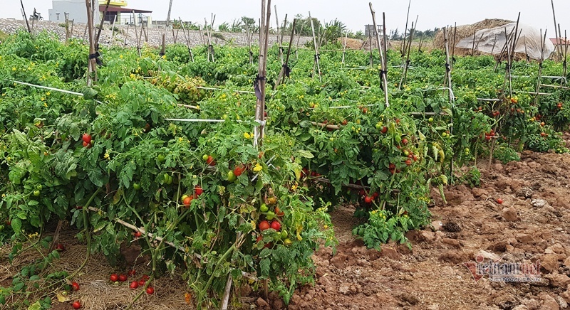 1.000 đồng 3kg cà chua, vứt thối đỏ ruộng, đổ cho cá ăn-12