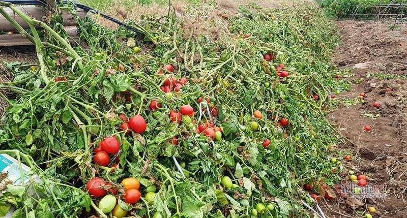 1.000 đồng 3kg cà chua, vứt thối đỏ ruộng, đổ cho cá ăn-7