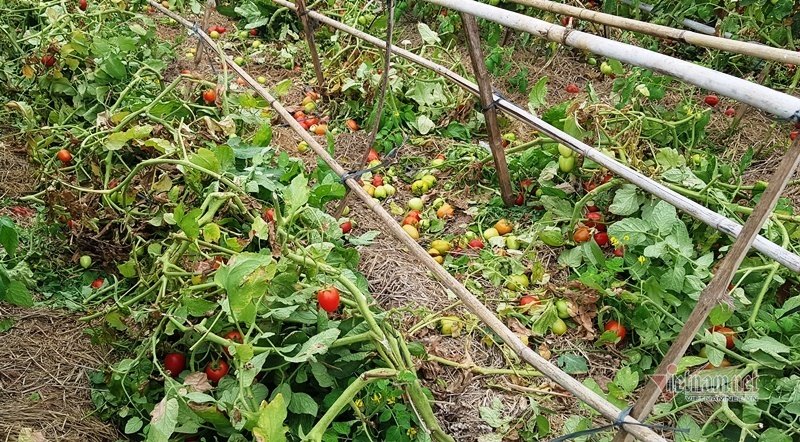 1.000 đồng 3kg cà chua, vứt thối đỏ ruộng, đổ cho cá ăn-9