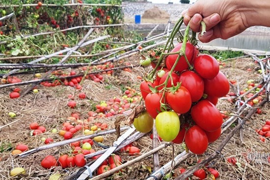 1.000 đồng 3kg cà chua, vứt thối đỏ ruộng, đổ cho cá ăn