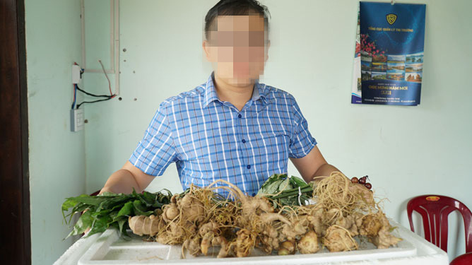 Úm ba la tam thất, điền trúc thành sâm Ngọc Linh!-1