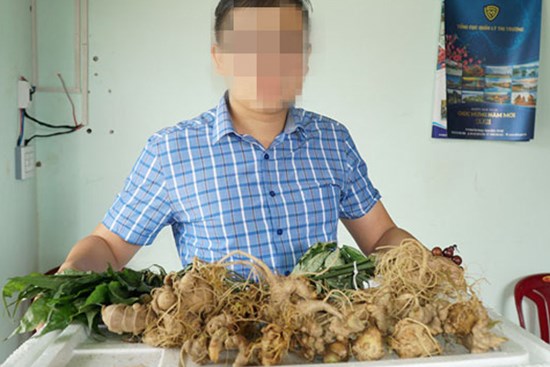 Úm ba la tam thất, điền trúc thành sâm Ngọc Linh!