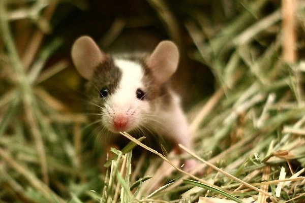 Tân Sửu 2021: Sao xấu chiếu mệnh, 3 con giáp lận đận tình duyên, dễ bị tiểu tam chen ngang ngáng đường-4