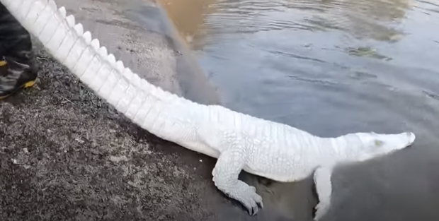 Nhóm thanh niên Hải Phòng gây phẫn nộ khi đăng clip ngược đãi động vật, sơn trắng cá sấu thành bạch tạng tiền tỷ để troll cho vui-3