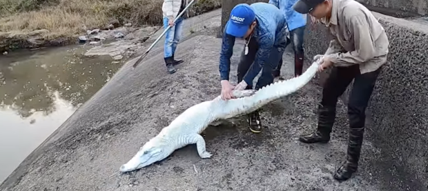 Nhóm thanh niên Hải Phòng gây phẫn nộ khi đăng clip ngược đãi động vật, sơn trắng cá sấu thành bạch tạng tiền tỷ để troll cho vui-4