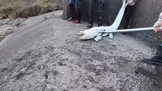 Nhóm thanh niên Hải Phòng gây phẫn nộ khi đăng clip ngược đãi động vật, sơn trắng cá sấu thành bạch tạng tiền tỷ để troll cho vui-5