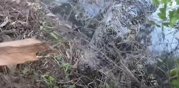 Nhóm thanh niên Hải Phòng gây phẫn nộ khi đăng clip ngược đãi động vật, sơn trắng cá sấu thành bạch tạng tiền tỷ để troll cho vui-6