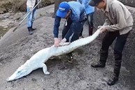 Nhóm thanh niên Hải Phòng gây phẫn nộ khi đăng clip ngược đãi động vật, sơn trắng cá sấu thành 'bạch tạng' tiền tỷ để troll cho vui