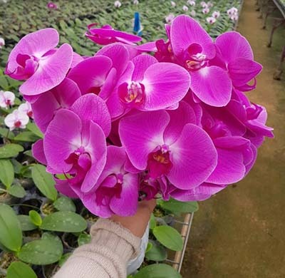 Lan hồ điệp rẻ chưa từng có, gom cả bó tặng vợ 8/3-3