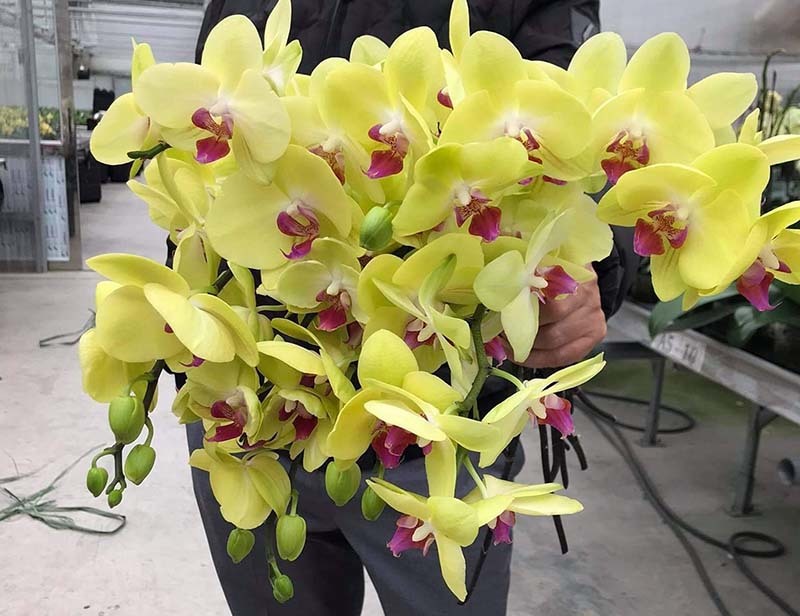 Lan hồ điệp rẻ chưa từng có, gom cả bó tặng vợ 8/3-4