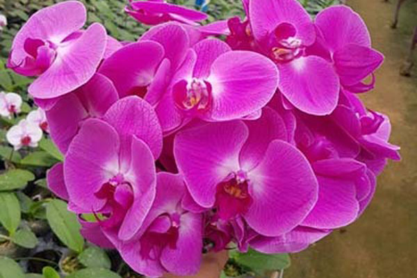 Ngày 8/3 tặng mẹ, vợ, người yêu quà gì để vừa ý nghĩa, ngọt ngào lại thiết thực?-8