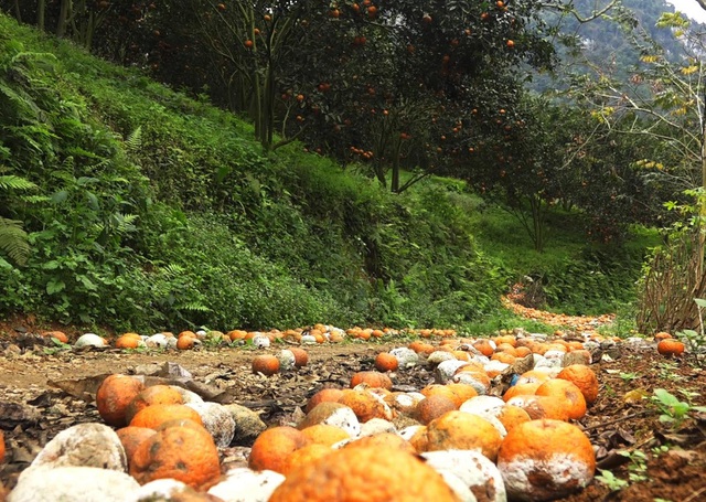Cam sành đặc sản giá siêu rẻ 8.000 đồng/kg, tiểu thương tiết lộ sự thật-2