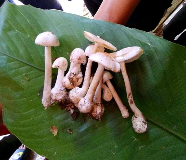 Vụ 4 người trong gia đình ngộ độc nấm: Bác sĩ khuyến cáo không ăn nấm lạ-1