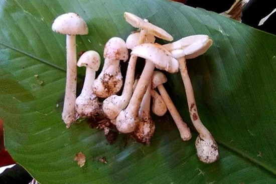 Vụ 4 người trong gia đình ngộ độc nấm: Bác sĩ khuyến cáo không ăn nấm lạ