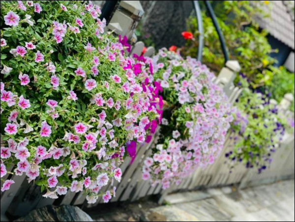 Biệt thự triệu đô hoành tráng&nbsp;của Nhật Kim Anh: Bốn&nbsp;mùa ngập tràn hoa tươi từ nhà ra ngõ-8