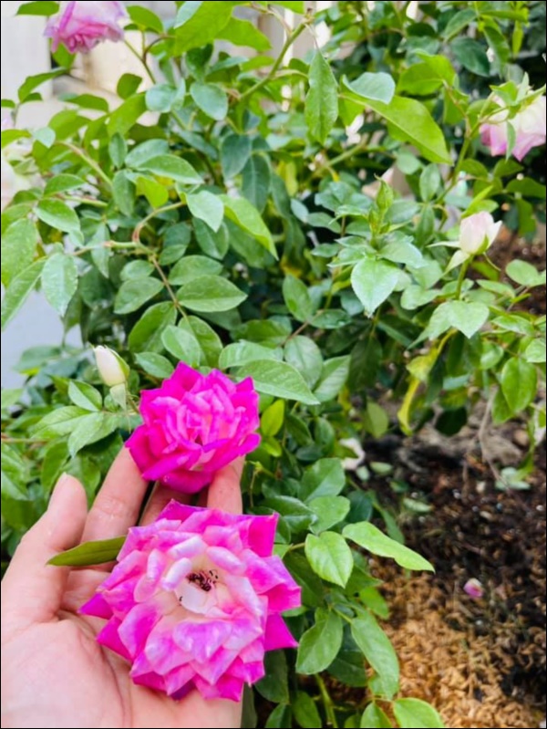 Biệt thự triệu đô hoành tráng&nbsp;của Nhật Kim Anh: Bốn&nbsp;mùa ngập tràn hoa tươi từ nhà ra ngõ-13