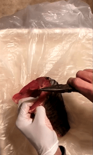 Có 1 cách đánh bay mùi tanh của cá, xem hướng dẫn chắc chắn 99% các mẹ sẽ ngỡ ngàng vì trước giờ không biết-4