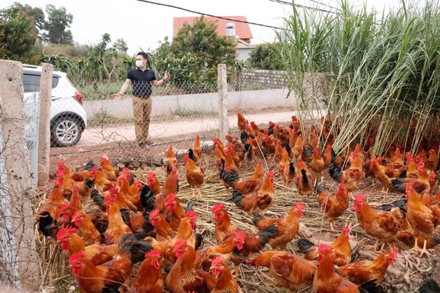 Sau rau củ quả, đến lượt giải cứu gà đồi Hải Dương 55.000 đồng/kg-5