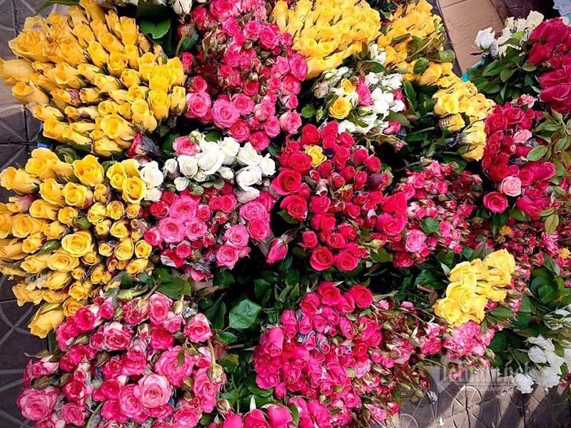 Hoa hồng tăng giá gấp 5, dân buôn tranh mua nhà vườn cháy hàng-1