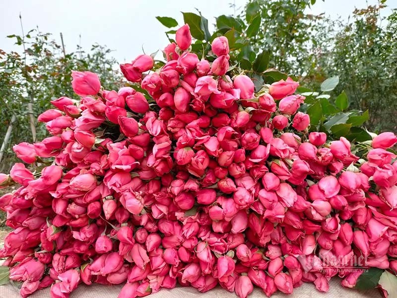 Hoa hồng tăng giá gấp 5, dân buôn tranh mua nhà vườn cháy hàng-2