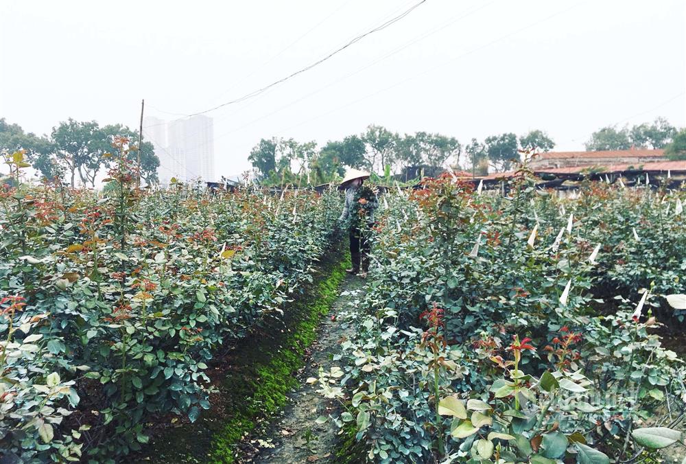 Hoa hồng tăng giá gấp 5, dân buôn tranh mua nhà vườn cháy hàng-3