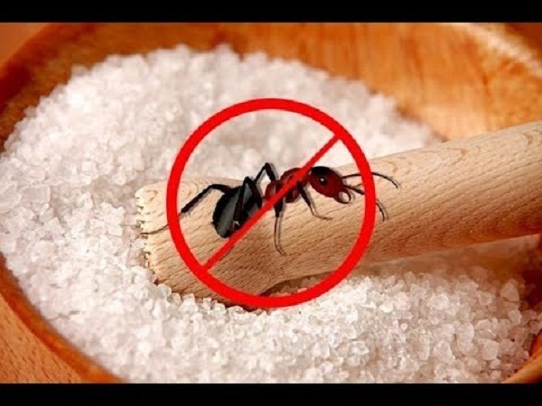 Điên tiết vì kiến bâu đầy lọ đường, hãy dùng ngay 4 cách cực hay này để đuổi chúng đi-1