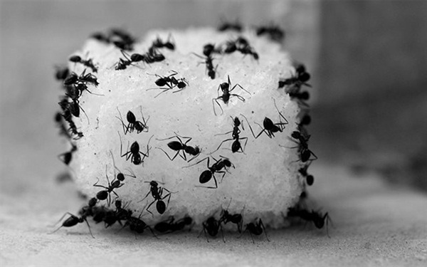 Điên tiết vì kiến bâu đầy lọ đường, hãy dùng ngay 4 cách cực hay này để đuổi chúng đi-3