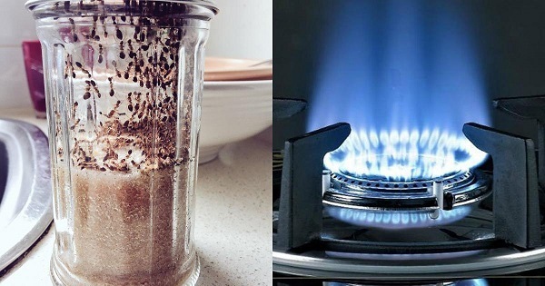 Điên tiết vì kiến bâu đầy lọ đường, hãy dùng ngay 4 cách cực hay này để đuổi chúng đi-4