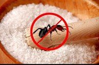 'Điên tiết' vì kiến bâu đầy lọ đường, hãy dùng ngay 4 cách cực hay này để đuổi chúng đi