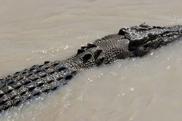 Mổ bụng cá sấu, phát hiện thi thể bé trai 8 tuổi-1