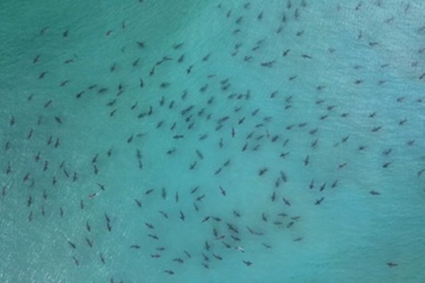 Cá sấu lao lên cướp cá mập trên cần câu-1