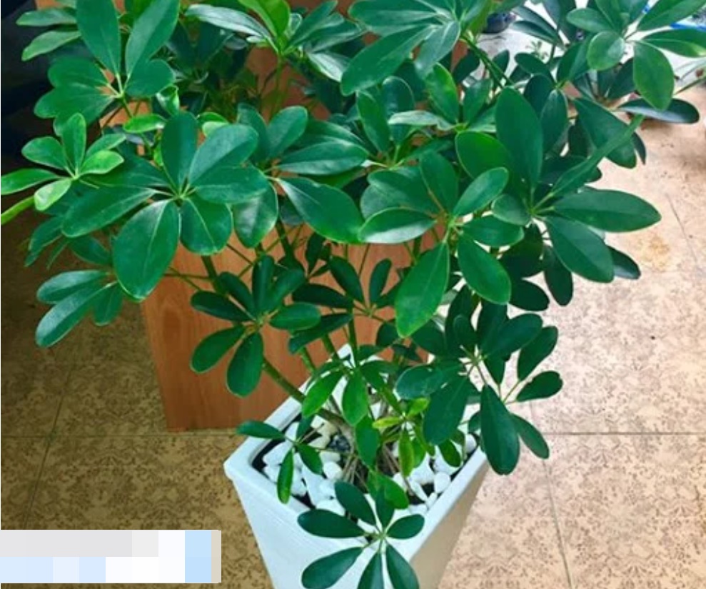 10 loại cây trồng trước nhà, tài lộc rầm rộ kéo tới, gia chủ làm ăn ngày càng vượng phát-2