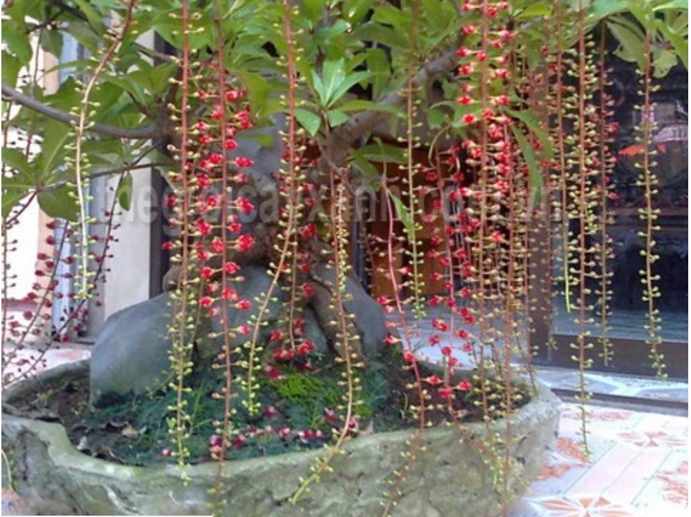 10 loại cây trồng trước nhà, tài lộc rầm rộ kéo tới, gia chủ làm ăn ngày càng vượng phát-3