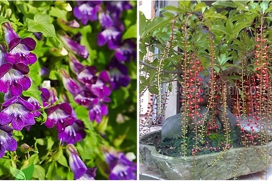 10 loại cây trồng trước nhà, tài lộc rầm rộ kéo tới, gia chủ làm ăn ngày càng vượng phát
