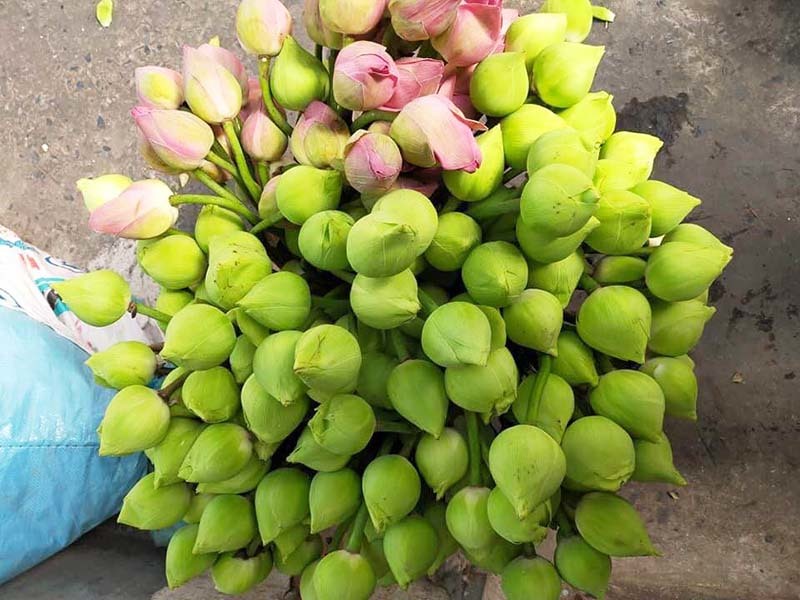 Sen quan âm đi máy bay ra Hà Nội, đổ mối vạn bông vẫn không đủ bán-1