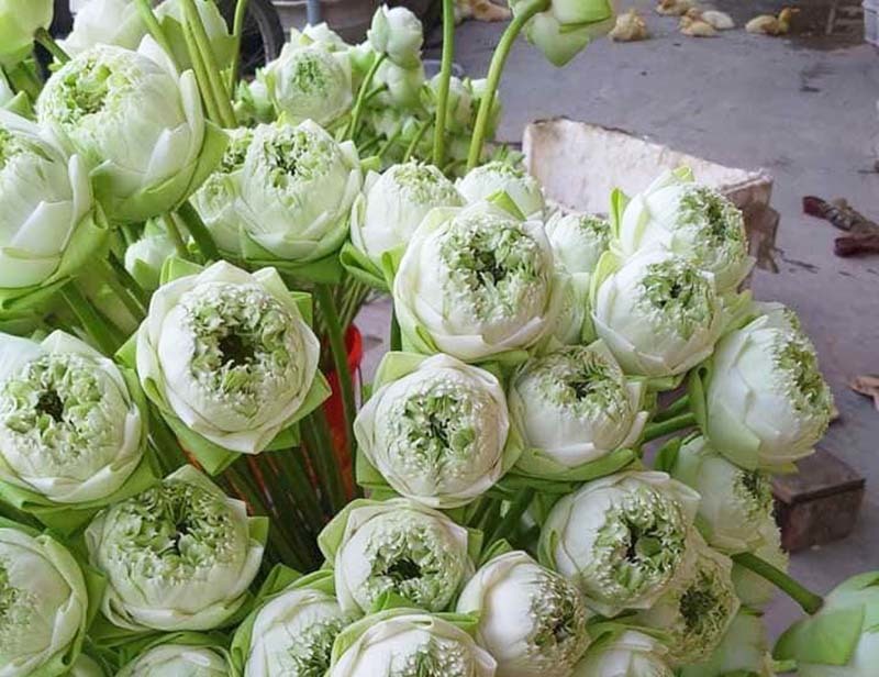 Sen quan âm đi máy bay ra Hà Nội, đổ mối vạn bông vẫn không đủ bán-2