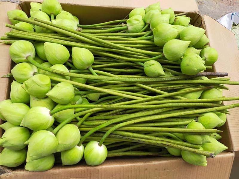 Sen quan âm đi máy bay ra Hà Nội, đổ mối vạn bông vẫn không đủ bán-4