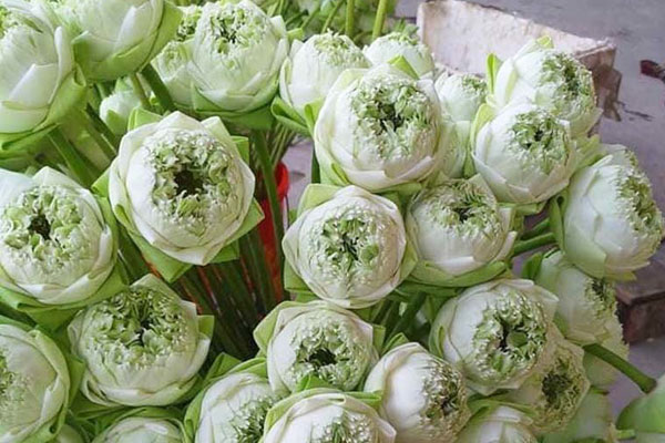 Loài hoa truyền thuyết được ví như tiên dược, nhà giàu Việt bỏ chục triệu săn lùng-10