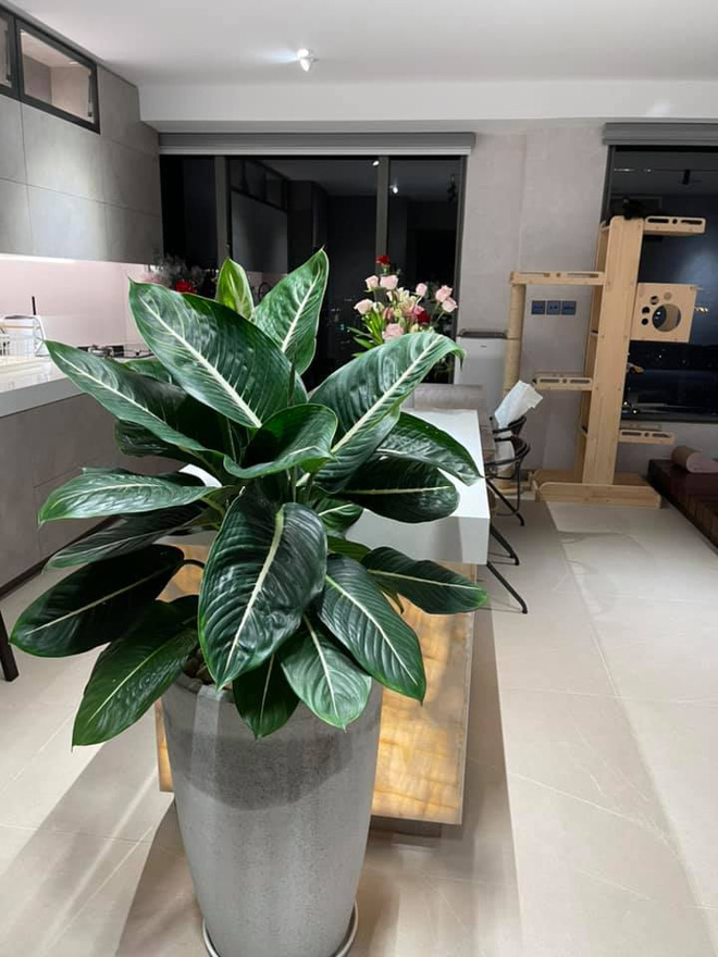 Ngắm nhà sang mới tậu của Trấn Thành phát hiện ra đức tính đáng quý của anh-4