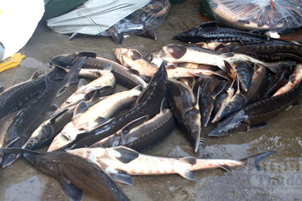 Loại cá đặc sản ở Việt Nam bán trên chợ mạng giá siêu rẻ, người dân tranh thủ ăn sang-5