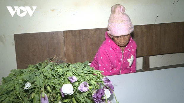 Phát hiện đối tượng 86 tuổi trồng thuốc phiện trên nương-1