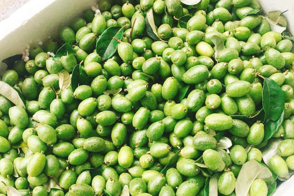 Người dân Hà Nội bội thu cả trăm triệu đồng mùa nhót chín-15