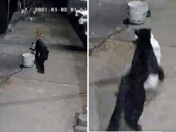 Clip: Báo đen lẻn vào nhà dân, ngoạm luôn chó cưng rồi tha thẳng vào rừng-1