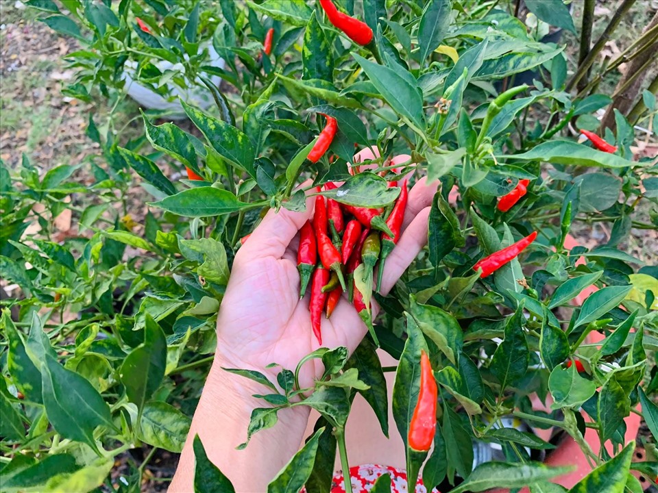 Khu vườn rộng, ngập tràn rau củ quả, có cả giống ngoại nhập của ca sĩ Mỹ Lệ-4