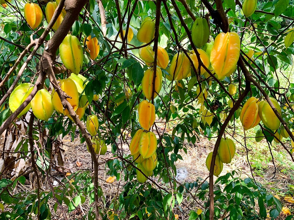 Khu vườn rộng, ngập tràn rau củ quả, có cả giống ngoại nhập của ca sĩ Mỹ Lệ-5