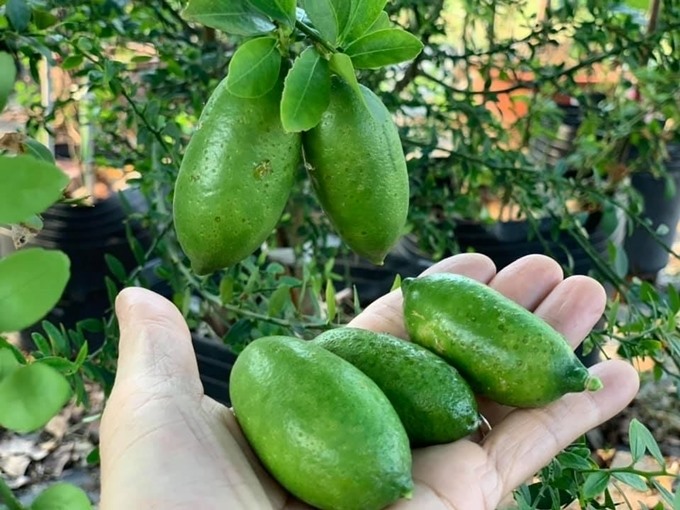 Khu vườn rộng, ngập tràn rau củ quả, có cả giống ngoại nhập của ca sĩ Mỹ Lệ-10