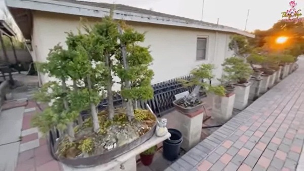 Hé lộ nhà rộng 2000 m2 của Bằng Kiều tại Mỹ, cây quý bằng cả gia tài, phải xích lại-5