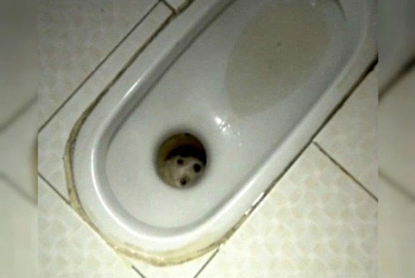 Người đàn ông đi giải quyết nỗi buồn thì suýt ngất trước vật thể lạ dưới bồn cầu nhưng vẫn chưa sợ bằng câu chuyện đôi mắt bí ẩn trong quá khứ-4
