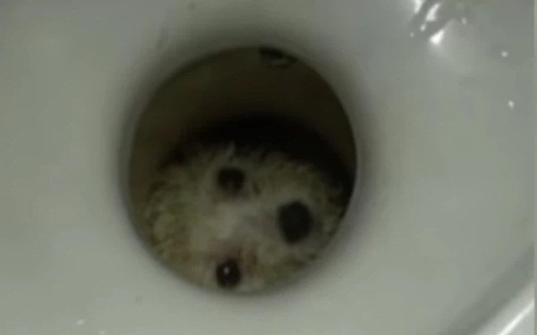 Người đàn ông đi giải quyết nỗi buồn thì suýt ngất trước vật thể lạ dưới bồn cầu nhưng vẫn chưa sợ bằng câu chuyện đôi mắt bí ẩn trong quá khứ-5