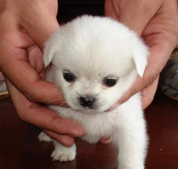 Người đàn ông đi giải quyết nỗi buồn thì suýt ngất trước vật thể lạ dưới bồn cầu nhưng vẫn chưa sợ bằng câu chuyện đôi mắt bí ẩn trong quá khứ-8